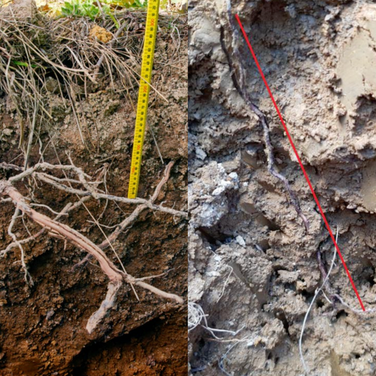 Yarra Valley Clay, Deep Roots, and Late-Season Stress